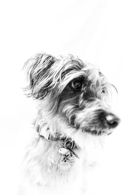 Chewie-1-small - Hersh Tapadia