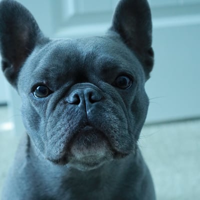 luna_headshot - Josh Tipton